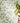 Tomato Leaf