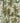 The Jungle Linen