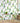 Fernery Wallpaper by Sanderson - Studio 198