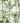 Palmera Cubana Linen