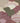 Fernshaw Wallpaper Wallpaper by Woodchip & Magnolia - Studio 198