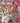 Eunoia Grey/Pink Wallpaper Wallpaper by Woodchip & Magnolia - Studio 198
