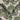 Monstera Green/ Wallpaper Wallpaper by Woodchip & Magnolia - Studio 198