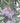 Rhododendron Purple & Wallpaper Wallpaper by Woodchip & Magnolia - Studio 198