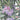 Rhododendron Purple & Wallpaper Wallpaper by Woodchip & Magnolia - Studio 198