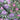 Rhododendron Purple & Wallpaper Wallpaper by Woodchip & Magnolia - Studio 198
