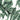 Lets Go Bananas Wallpaper Wallpaper by Woodchip & Magnolia - Studio 198