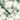 Aralia Wallpaper Wallpaper by Woodchip & Magnolia - Studio 198