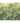 Biome Lush Green Ready Made Mural