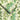 Alcea Wallpaper Wallpaper by Woodchip & Magnolia - Studio 198