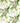 Paradise Row Fabric